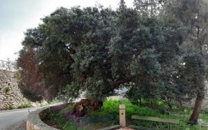 one-hundred-years-olive-tree-2